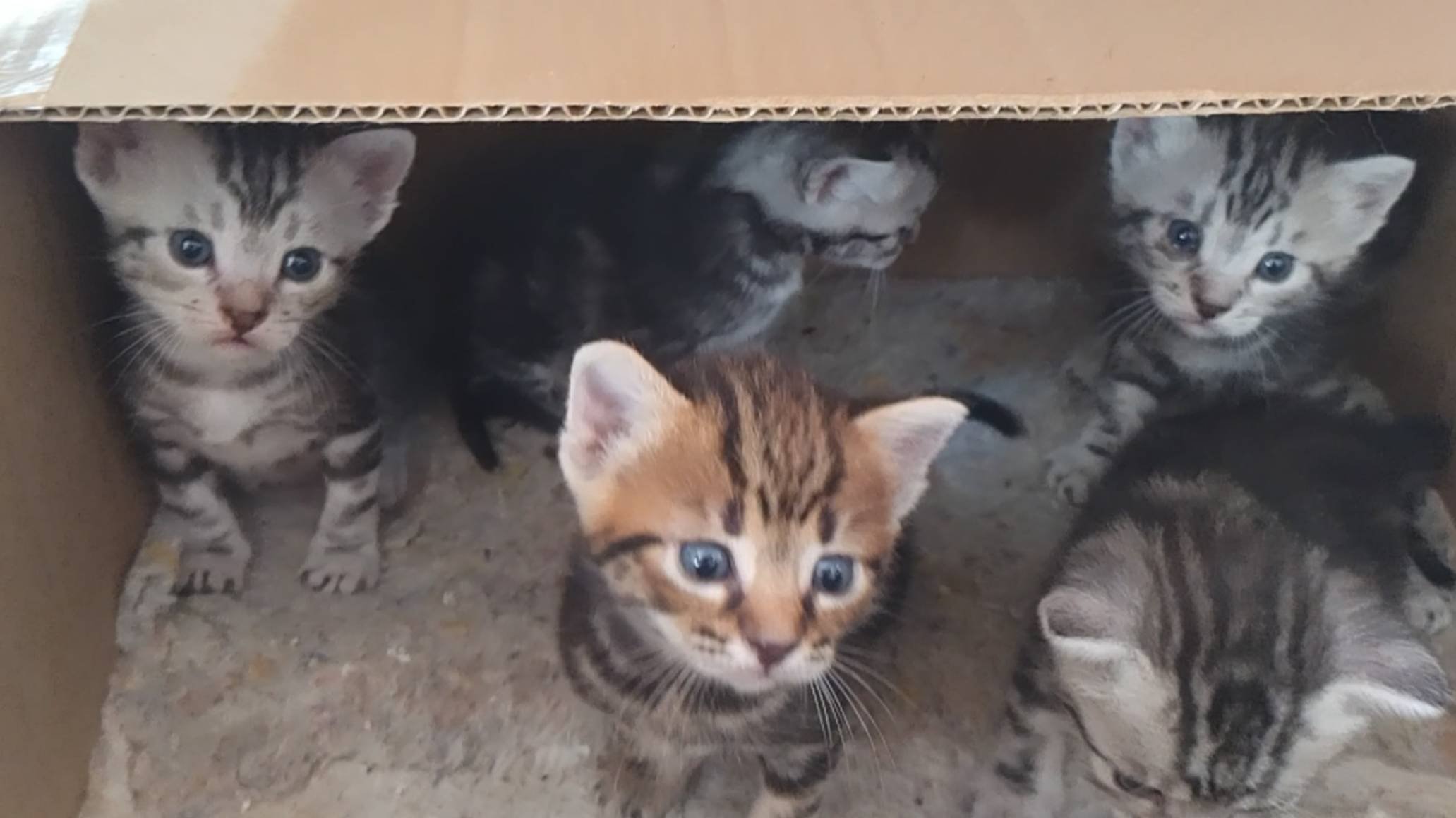 Отдам котят в добрые руки