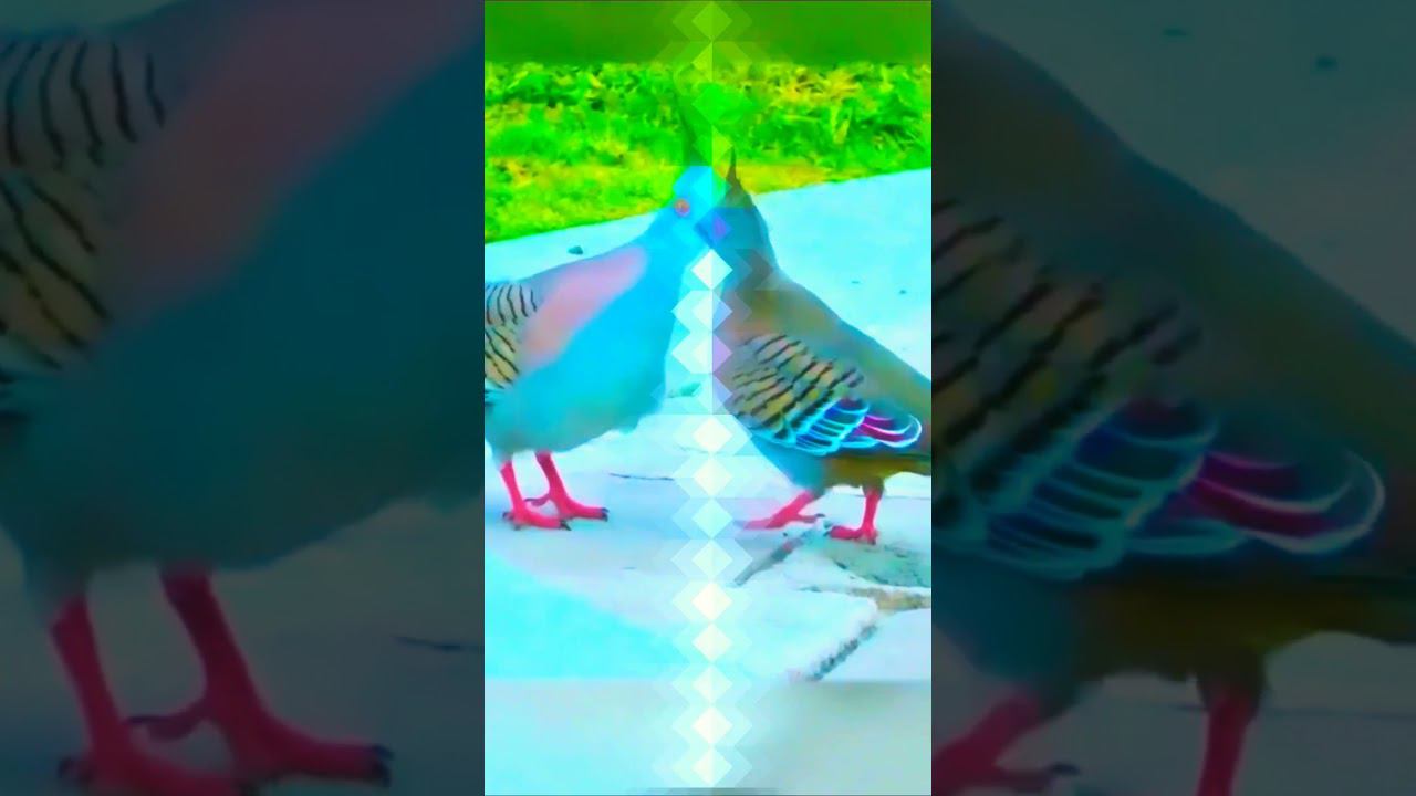 Голуби #голуби #игровые #pigeon #kabootar смотреть онлайн