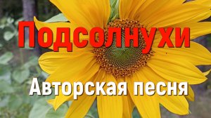 Песня ПОДСОЛНУХИ. Стихи СВЕТЛАНЫ АВДЕЕВОЙ. Песня о любви и разлуке. Исполняет SUNO