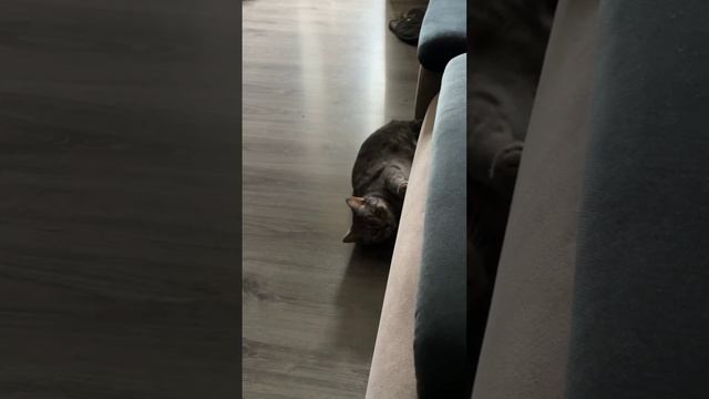 Кот Ричи/ Акробатический номер #домашниеживотные