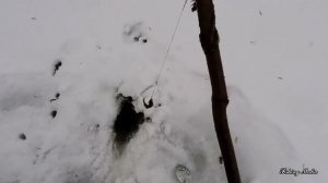 Тычки со льда на налима #13