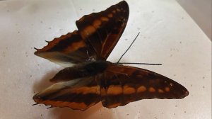 ИЗ МИРА: 47. Charaxes cynthia