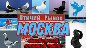 Птичий рынок, город Москва садовод. Самый дорогой голубиный рынок. Глазами Узбекистанца.Видео обзор#