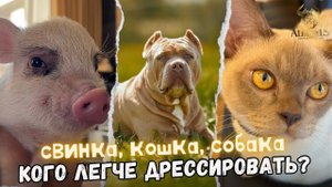 Свинка, кошка, собака - кто умнее? Как спастись от аллергий у животных?Тестируем продукцию AlfaBulls