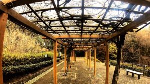 SHINRIN-YOKU: FOREST BATHING 森林浴 Higashi Takane Park 東高根森林公園 #shinrinyoku #forestbathing #kawasaki