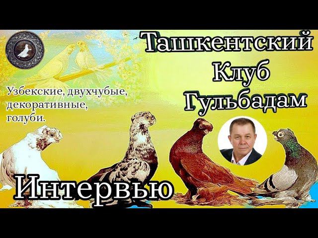 Игровые голуби! КЛУБА ГУЛЬБАДАМ 2023. Разговоры о создании клуба, о селекции, и о клубе ЕВРОАЗИЕЦ.