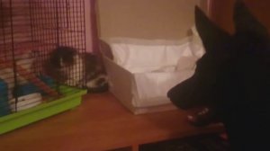 Берох, Нонай и Гринч