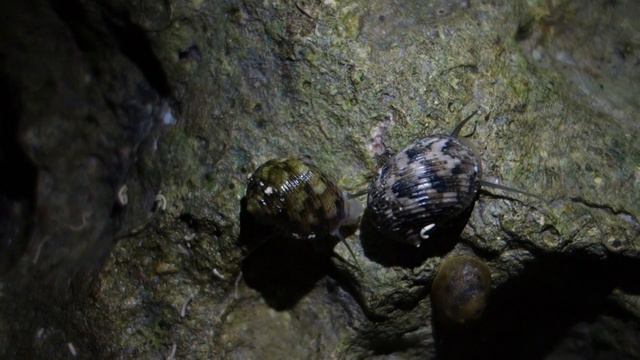 Snails @ Panglao, Philippines