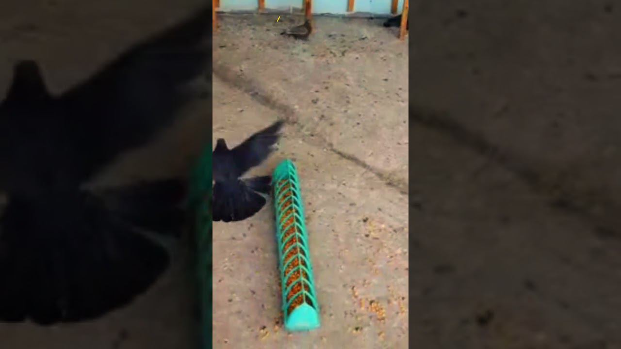 САМАРКАНДСКИЙ БОЗИНГАР МАСТИ ЗОГ' "ИГРОВЫЕ ГОЛУБИ" ГОЛУБИ ДРЕВНЕГО САМАРКАНДА. #kabootar #pigeon смотреть онлайн