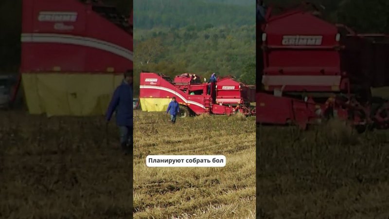 В Сахалинской области стартовала уборочная кампания #сахалин #новостисахалина