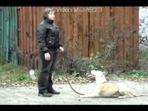 Дрессировка амстаффа