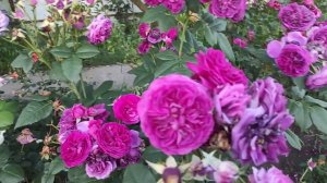 Я не увидела цветения ЭТИХ роз😩😩😩Прощаюсь без сожаления👋👋👋