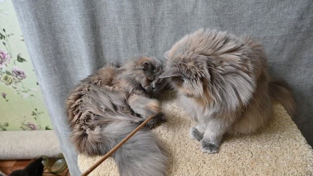 DSC_8283 смотреть онлайн