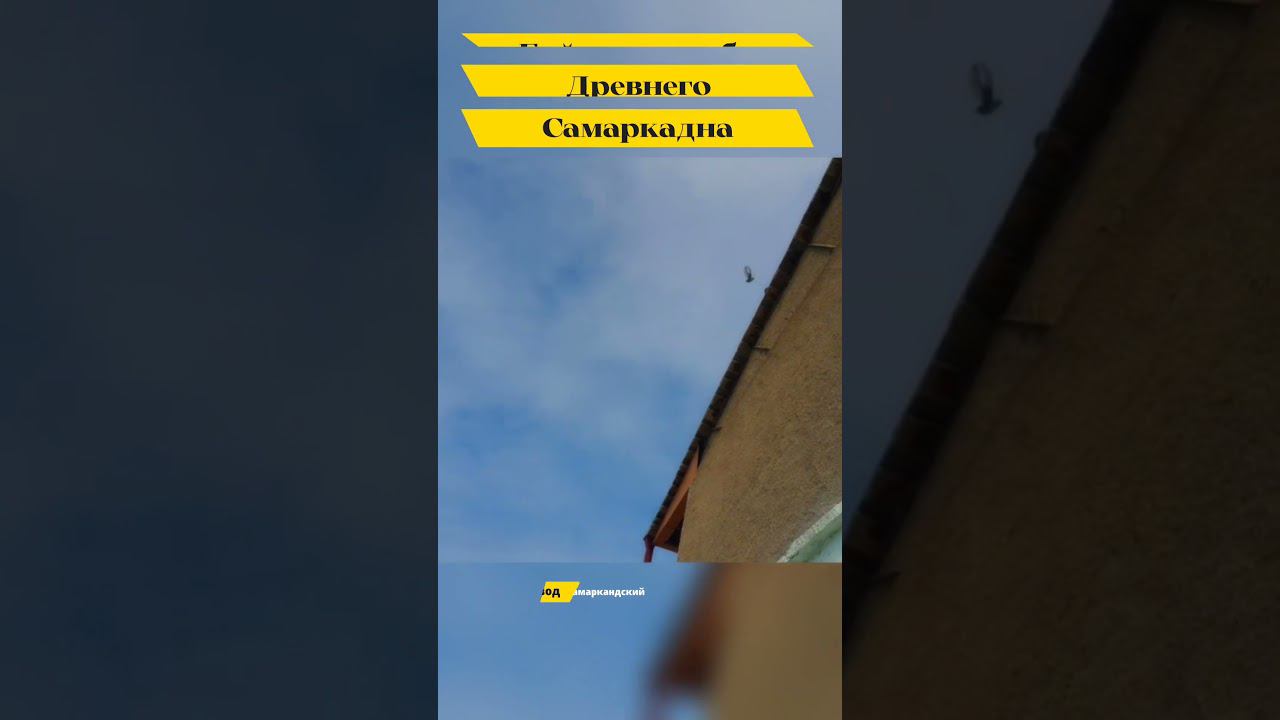 САМАРКАНДСКИЙ БОЗИНГАР  "ИГРОВЫЕ ГОЛУБИ" ГОЛУБИ МАСТЬ "КУЙИ" ДРЕВНЕГО САМАРКАНДА. БОЙНЫЕ ГОЛУБИ .