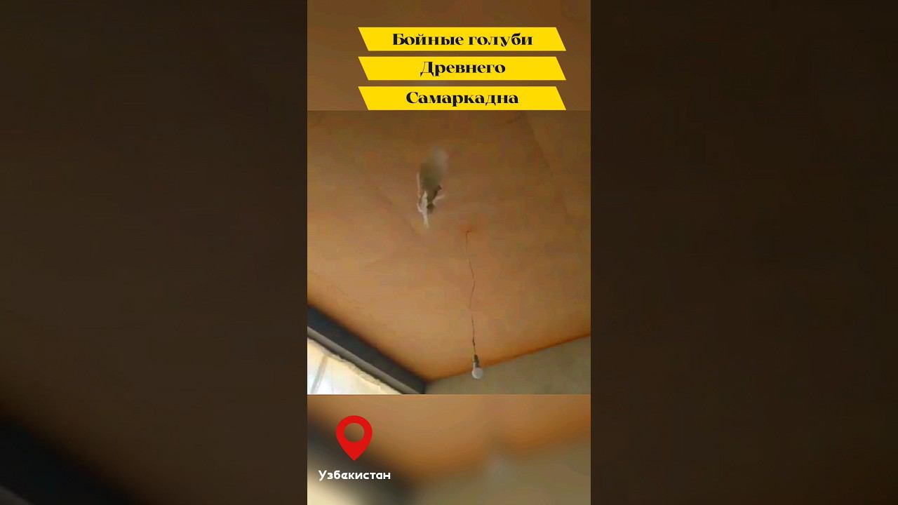 МАСТЬ "ЧИННЫ" САМАРКАНДСКИЙ БОЗИНГАР "ИГРОВЫЕ ГОЛУБИ" ДРЕВНЕГО САМАРКАНДА. "ПОРОДА САМАРКАНДСКАЯ" смотреть онлайн