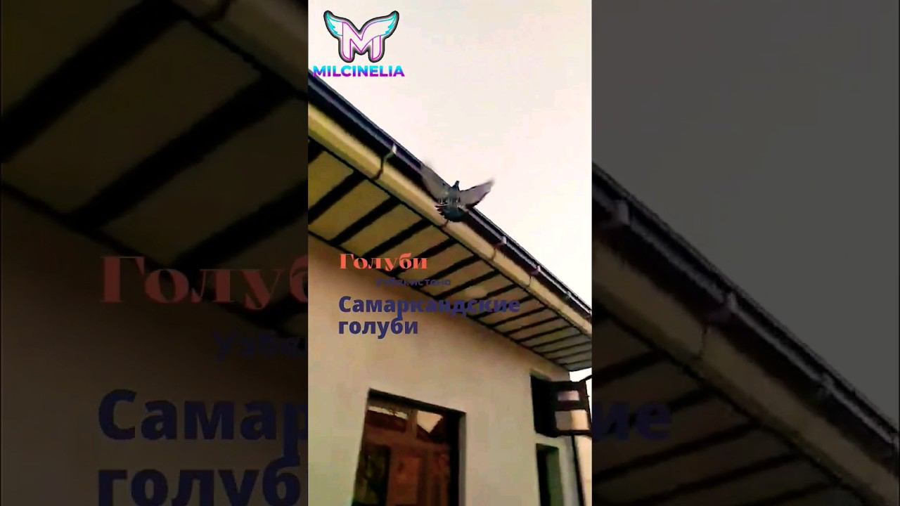 ГОЛУБИ САМАРКАНДСКИЕ. УЗБЕКСКИЕ ГОЛУБИ УЗБЕКИСТАНА. #голуби #pigeon #tauben #кафтарбоз смотреть онлайн