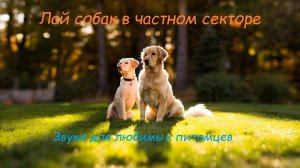 Лай собак в частном секторе. Звуки для любимых питомцев