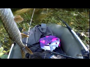 Однодневный сплав с рыбалкой на щуку по реке Бузулук в июле. Кутуши - Кандауровка.