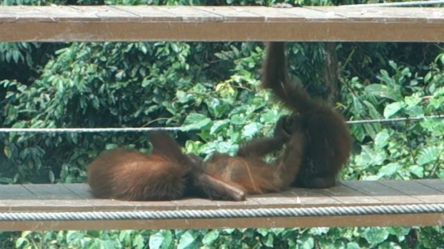 Orangutan nursery (1) @ Sepilok, Borneo