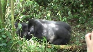 Trekking Mountain Gorillas in the Virungas, Rwanda.