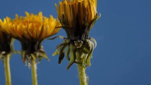 Dandelion Song for kids / Spring songs / Springtime - Science song with AAC / Dandelion Life Cycle