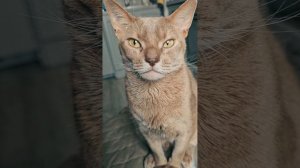 Песня про кота под гитару - Мой кот