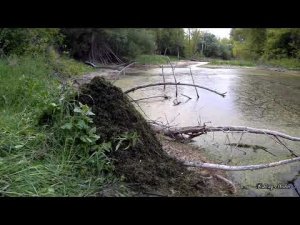 Очистка лесного озера от ряски своими руками