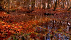 Прогулка по дождливому осеннему лесу 🌧️🍁🍂 - (4K)  Бинауральное аудио