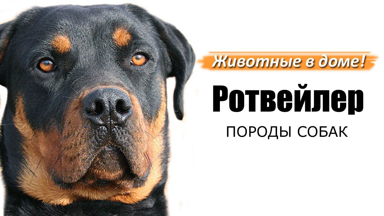 Ротвейлер - породы собак. смотреть онлайн