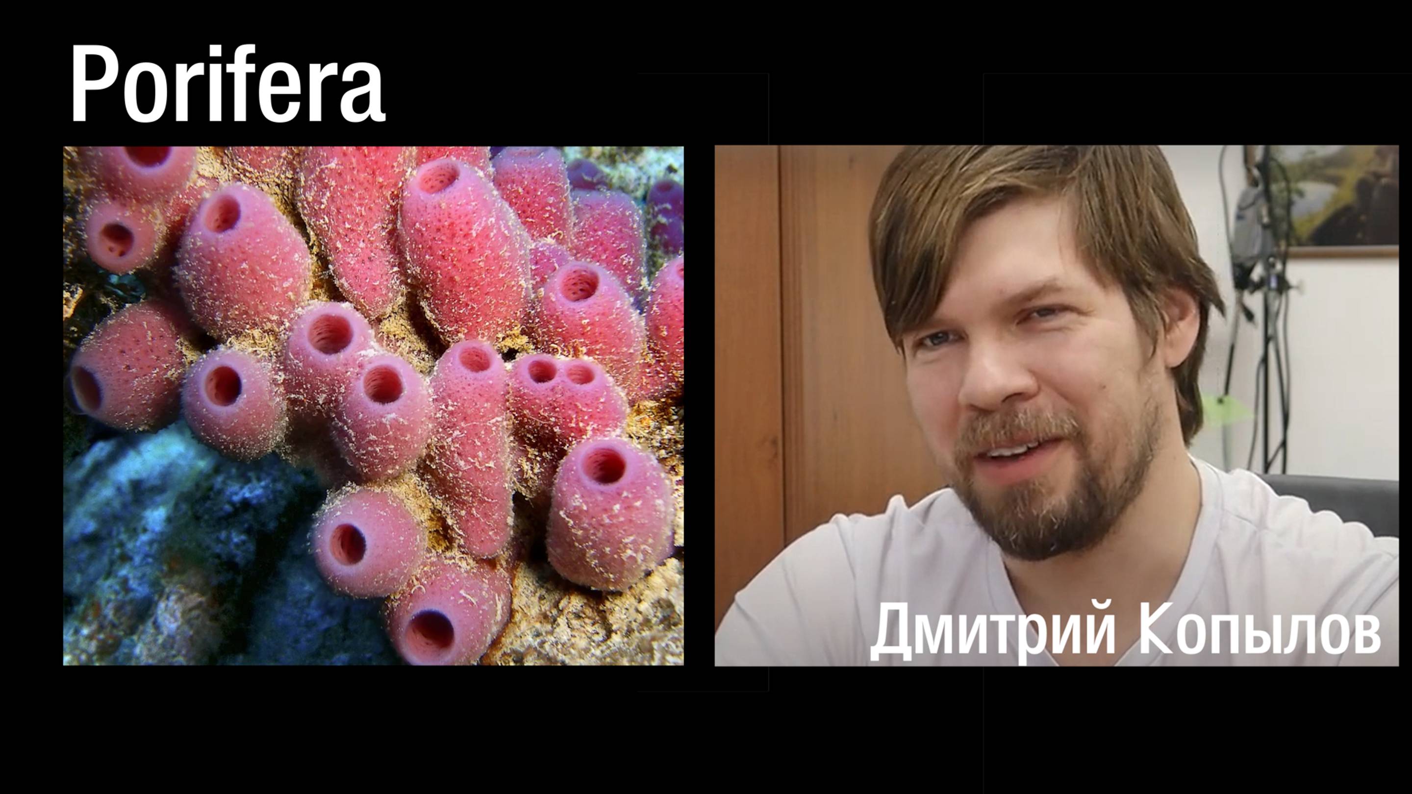 Тип Губки (Porifera)