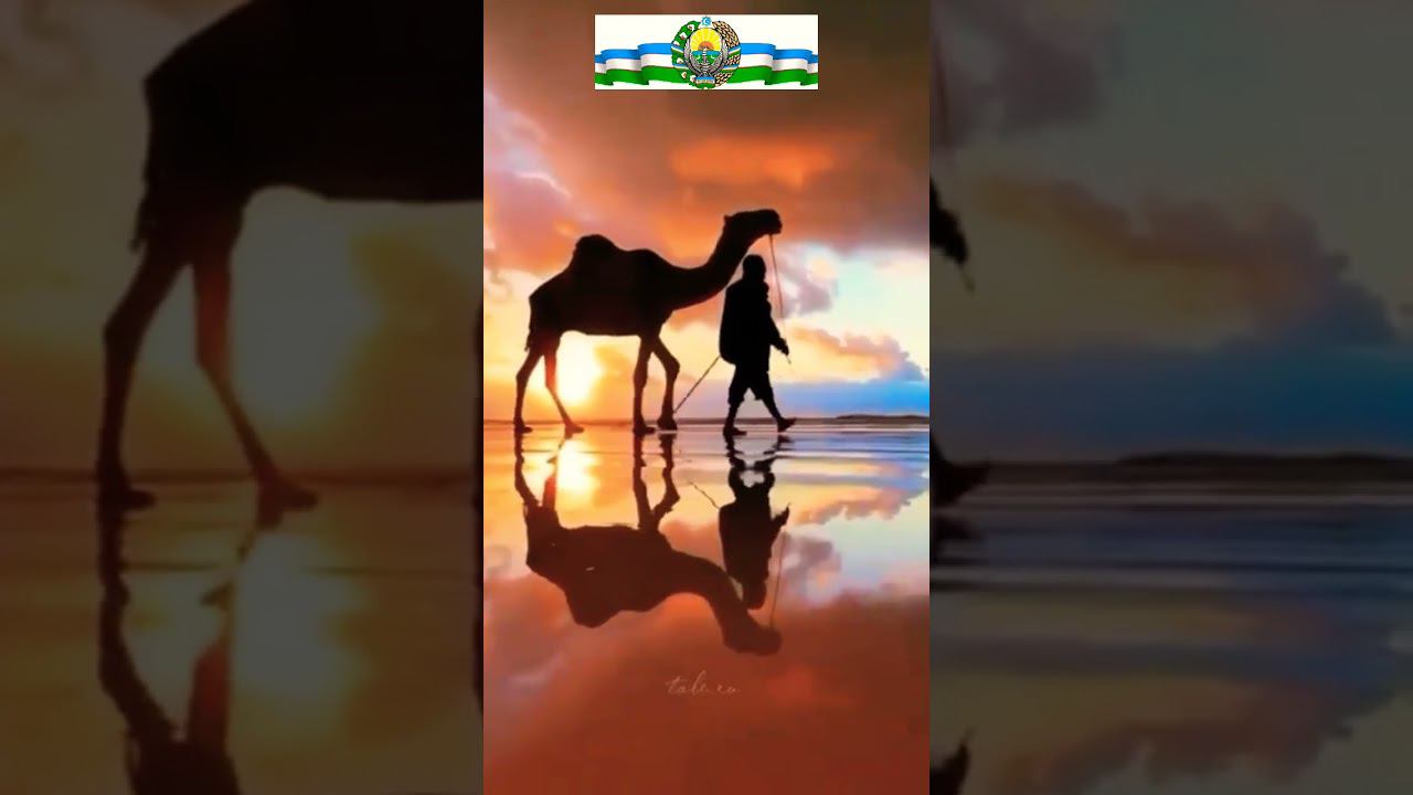 ГОЛУБИ УЗБЕКИСТАНА #голуби #kabootar #pigeon #birds #kabutar #tauben смотреть онлайн