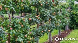 Красота из плодовых деревьев🌱