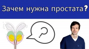 Какие секреты хранит простата? Ответ уролога