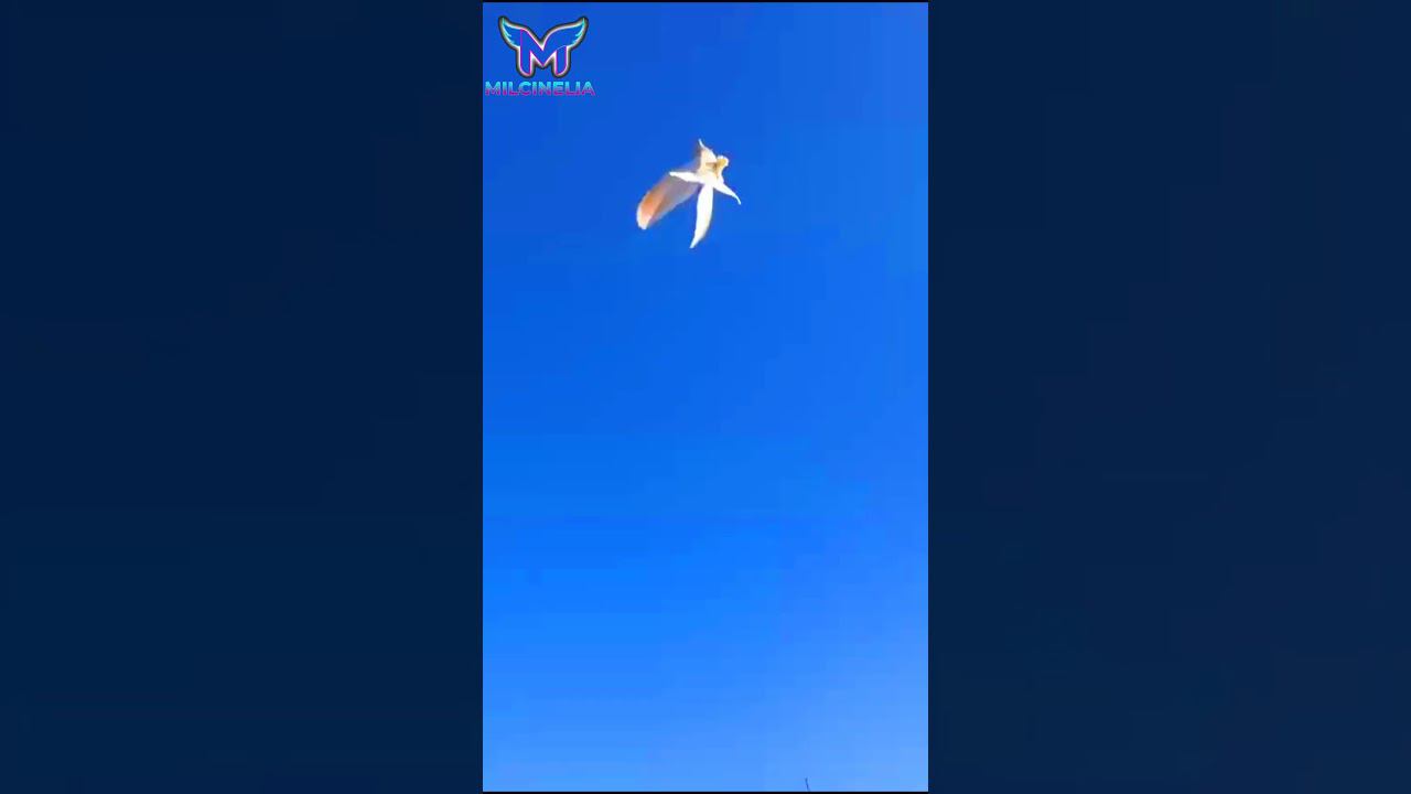 ИГРА ГОЛУБЕЙ, РАТАТАТА смотреть онлайн