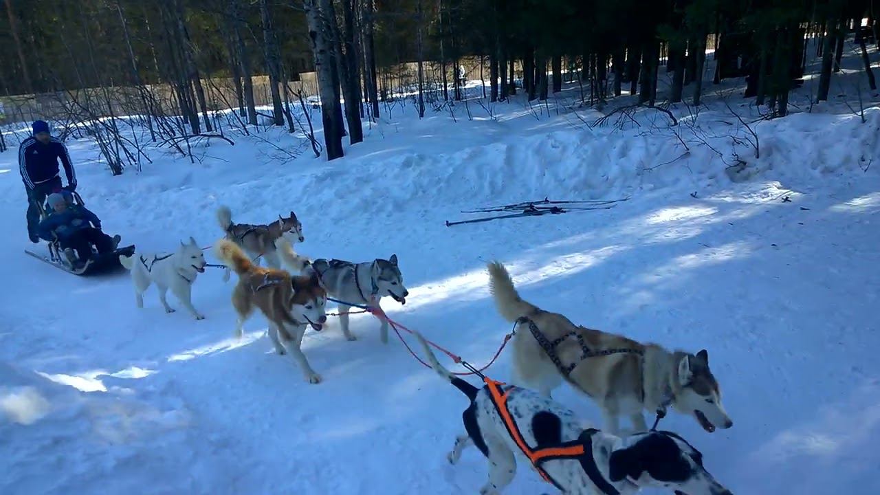 Финиш собачья упряжка