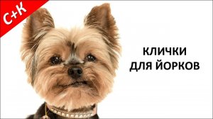 Лучшие клички для йорков (йоркширских терьеров) мальчиков и девочек.