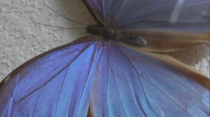 ИЗ МИРА: 54. Morpho didius (морфо дидиус)