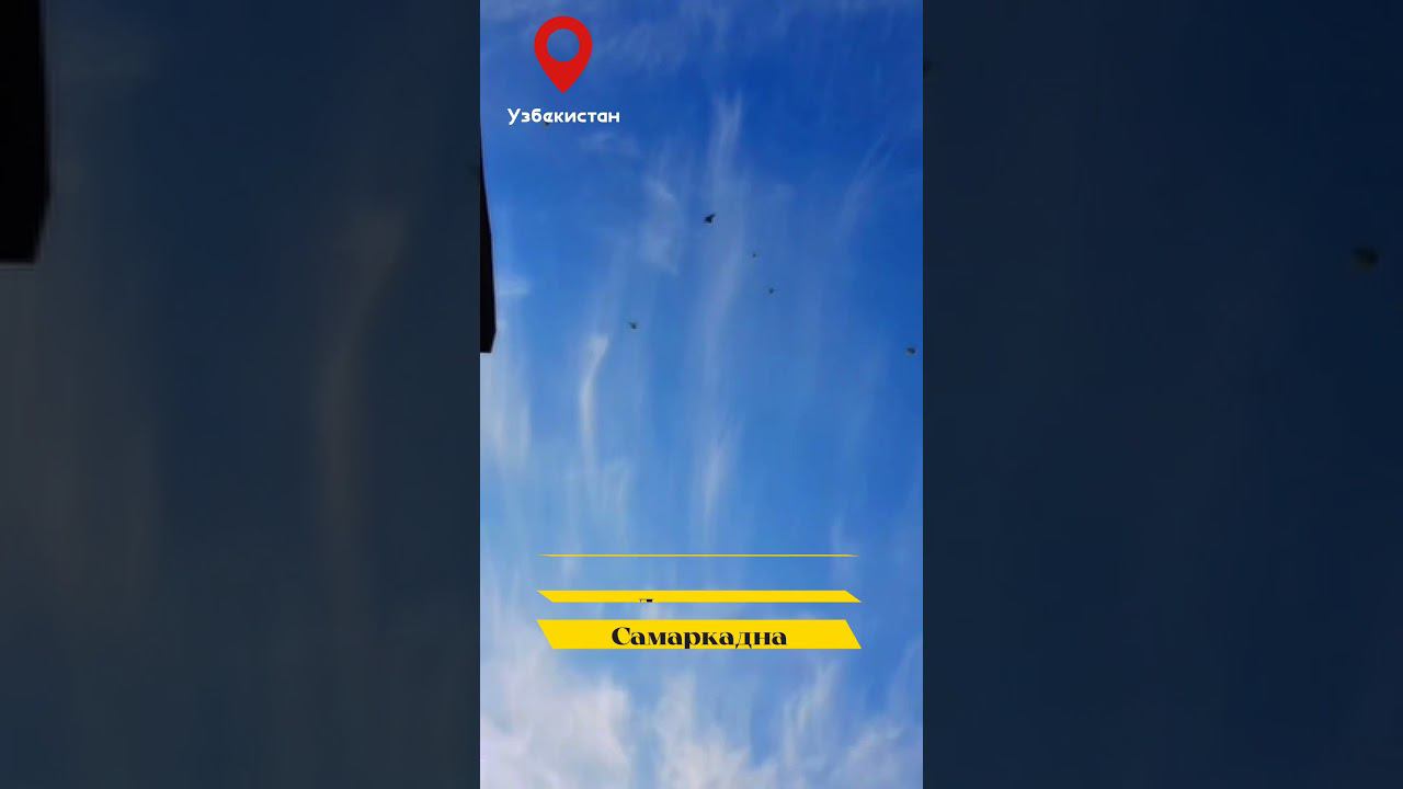 САМАРКАНДСКИЙ БОЗИНГАРИ "ИГРОВЫЕ ГОЛУБИ" ГОЛУБИ ДРЕВНЕГО САМАРКАНДА. смотреть онлайн