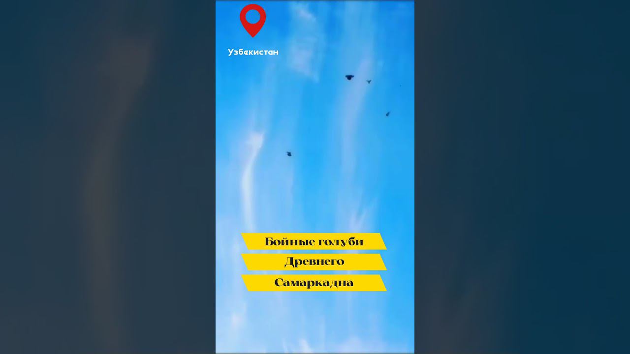 САМАРКАНДСКИЙ БОЗИНГАРИ  "ИГРОВЫЕ ГОЛУБИ" ДРЕВНЕГО САМАРКАНДА. БОЙНЫЕ ГОЛУБИ УЗБЕКИСТАНА! #голуби