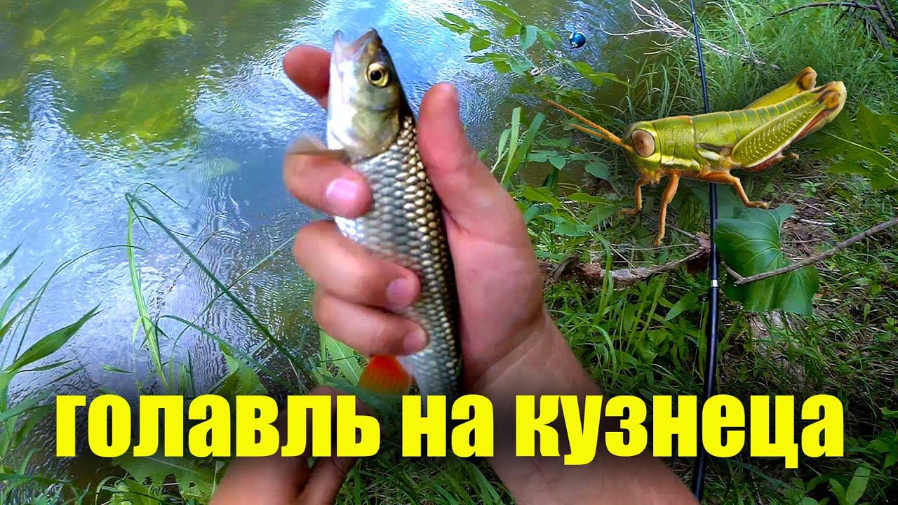 Хочешь наловить белую рыбу на реке? Поймай кузнеца! Ловля голавля в проводку. Клюет даже в ветрище!