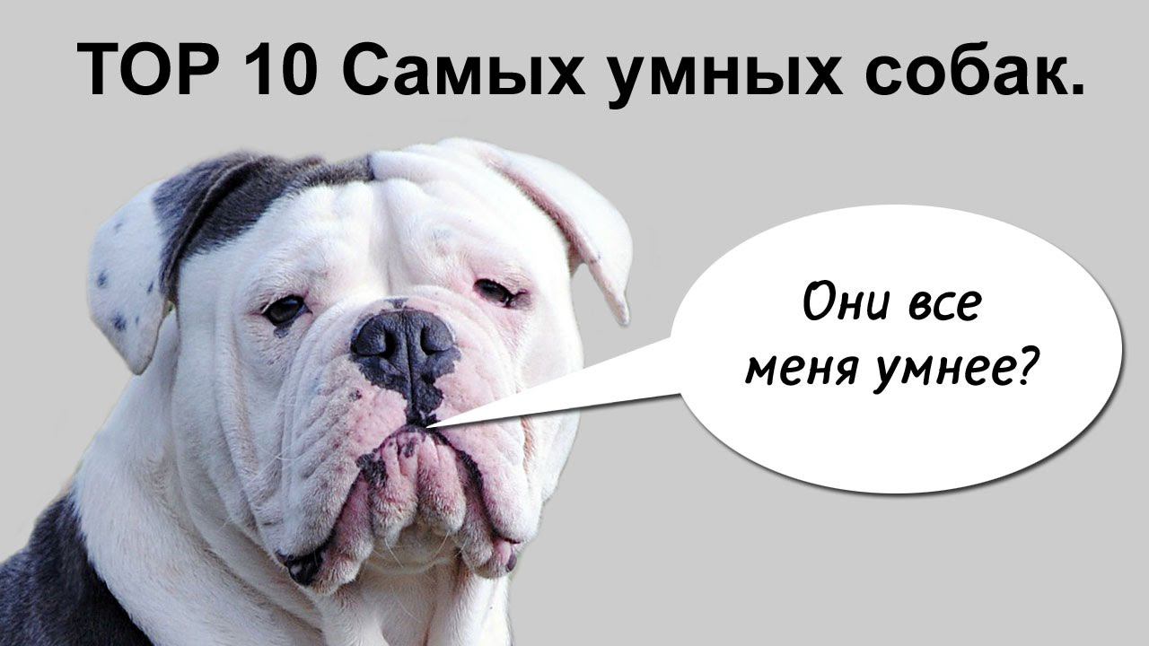 10 умных пород собак в мире. Самые умные собаки в мире топ 10. 10 умных пород собак в мире. Внутреннее кровотечение у собаки. Топ 10 самых умных собак.