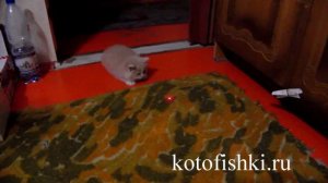 Милый котенок ловит огонек и прыгает, как лягушка | Fluffy kitten is jumping for the laser