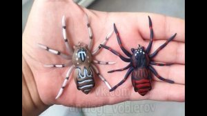 Копия - Lunkerhunt Phantom Spider - Приманка Паук!! с Алиэкспресс (Вторая версия) #lure