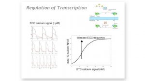 Edmund Crampin - Systems Biology