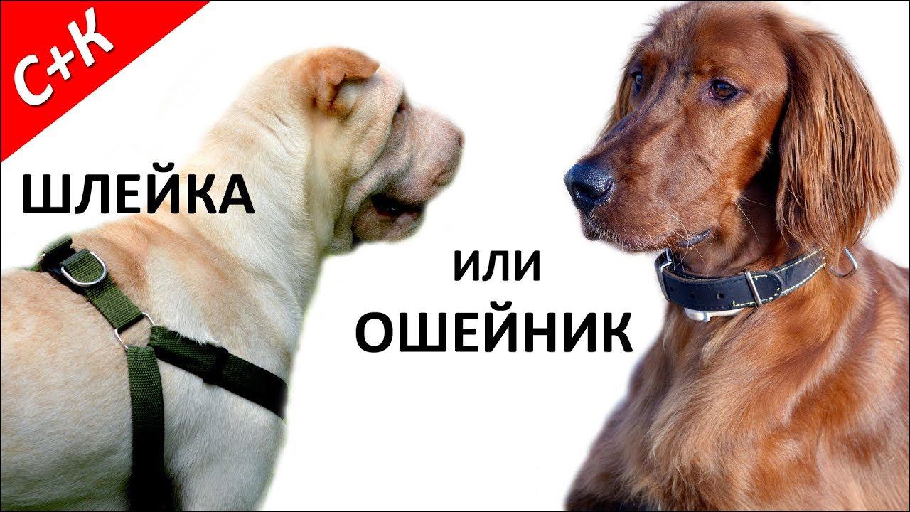 Шлейка или ошейник для собаки. Как сделать правильный выбор.