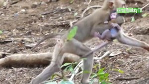 O+M+G! 2 Days old Sweetie tiny baby monkey EMILY is s-to+len to m-is+treat b+e-at & b+i-te by MELOD