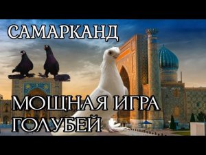 МИРОВАЯ ИГРА ГОЛУБЕЙ, ЛУЧШИЙ ТАНЕЦ ГОЛУБЕЙ. ЛУЧШИЕ ГОЛУБИ ВСЕЛЕННОЙ ПО БОЙНОЙ ИГРЫ.