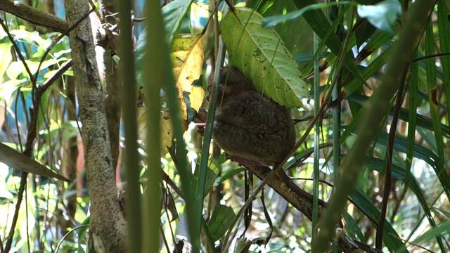 Tarsier (Долгопят) @ Bohol, Philippines