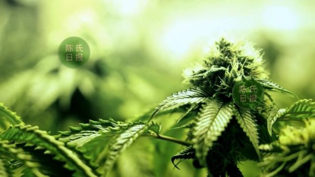 【陈氏日报1月5日】#肖战 的实力有多牛？肖战新年伊始喜迎三重惊喜，成功加入夺冠群星阵容，入围全能奖，官宣和《开小灶》续约！#xiaozhan #showbiz смотреть онлайн