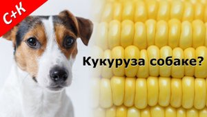 Кукуруза собакам. Хорошо это или плохо?